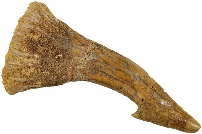Fossil Sawfish (Onchopristis) Rostral Barb - Morocco #236123